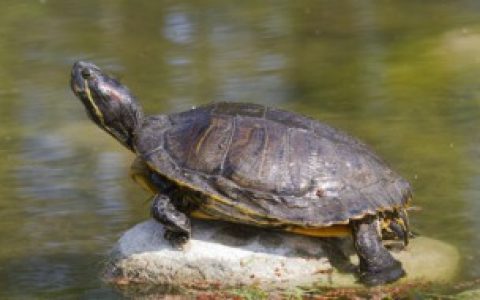 【养巴西龟有什么危害和禁忌】养巴西龟要注意什么