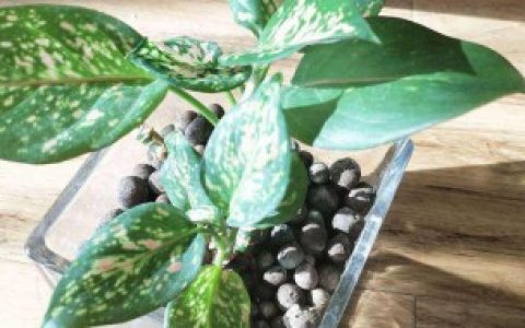 【如意皇后的养殖方法以及注意事项】如意皇后的养殖方法及注意事项