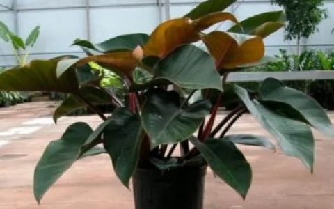 金钻为什么不生新芽（金钻为啥不生新芽）