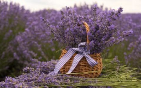 银柳摆放禁忌 你知道银柳摆放禁忌吗