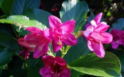 五色海棠花语 五色海棠花语是什么