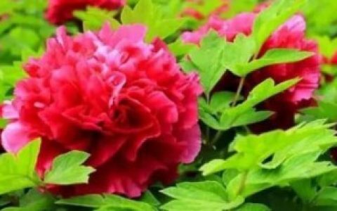 洛阳牡丹出自菏泽吗（洛阳牡丹是不是出自菏泽）