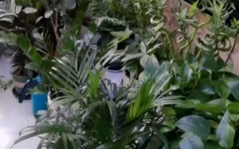 家庭养花的施肥技巧（家庭养花的施肥技巧有哪些）