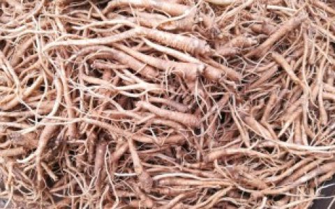 【怎么处理新鲜桔梗】新鲜桔梗怎么处理