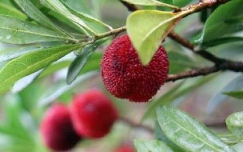 【为什么水果没有成熟就要采摘】水果没有成熟就要采摘的原因