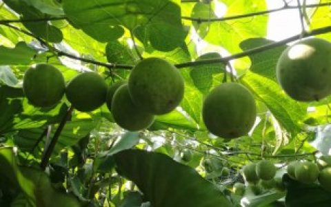 【罗汉果怎么种植好】罗汉果种植方法介绍