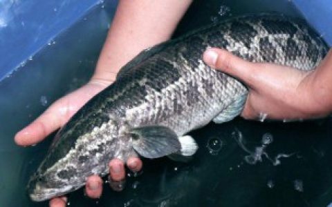 【黑鱼身上的粘液可以吃吗】黑鱼身上的粘液能不能吃