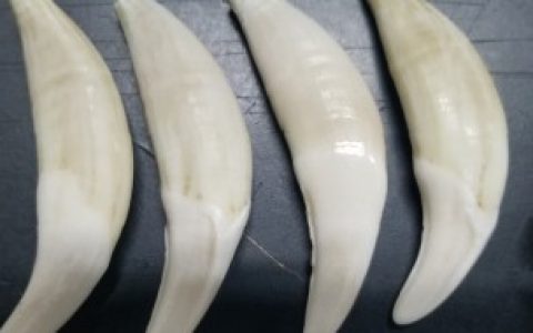 狼牙如何鉴别（狼牙的鉴别方法）