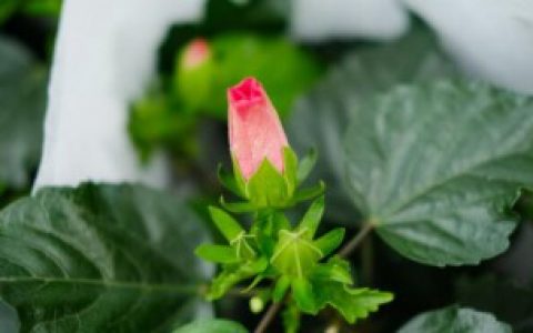 家里为什么不养扶桑（家里可以养扶桑吗）