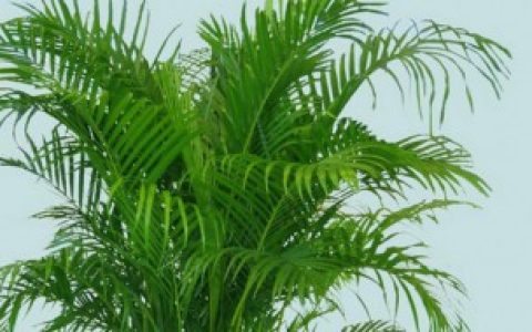 凤尾竹怎么养有什么技巧（如何养凤尾竹）