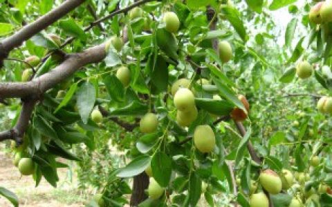 枣树可以扦插吗 枣树可以不可以扦插