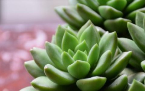 多肉植物叶片颜色主要有哪几种 几种多肉植物叶片的颜色