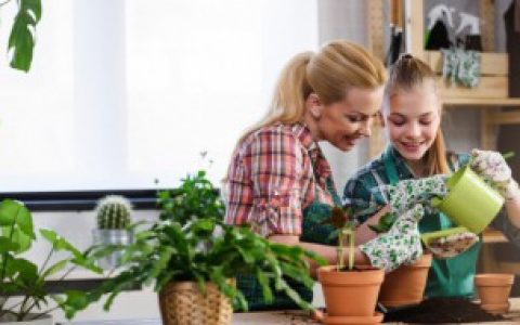 盆栽金钻花的养护方法 盆栽金钻花如何养护