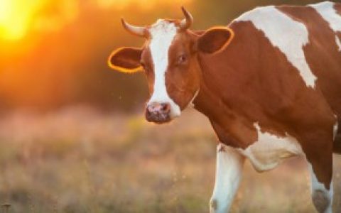 【独来独往属于啥生肖】独来独往是什么生肖