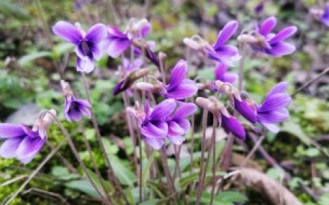 【紫花地丁如何种】紫花地丁怎么种