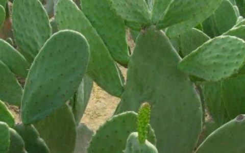 【冬季仙人掌怎么养】冬季如何养护仙人掌