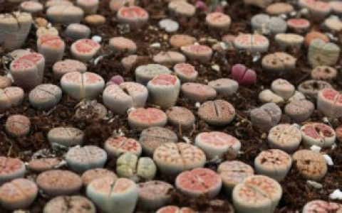 【如何养好生石花】生石花如何养殖