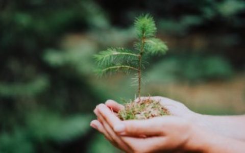 盘点适合室内养的植物（适合在室内种植的花有哪些）