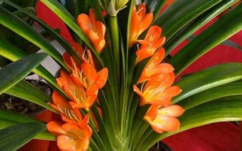 什么君子兰开红花 哪种君子兰开红花