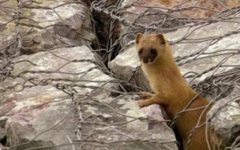 家里有黄鼠狼有何预兆 家 里出现黄鼠狼是什么预兆