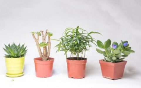 水培花怎么移到土培里 水培花移到土培里的方法