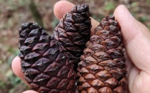 松果是什么时候成熟的 松果何时成熟的