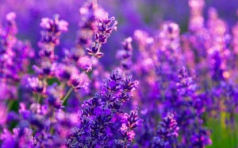 【关于薰衣草的花语简介】紫色薰衣草的真正花语
