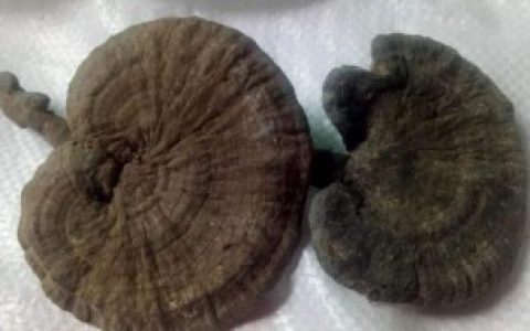 【灵芝泡水多久就倒掉了】灵芝泡水多久就可以倒掉了