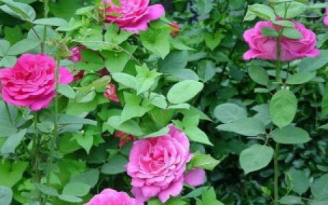 爬藤月季栽种方法 爬藤月季栽种方法介绍