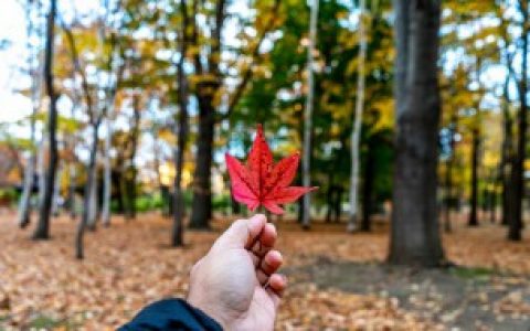 秋风送祝福健康常相伴 关于秋风送祝福健康常相伴句子