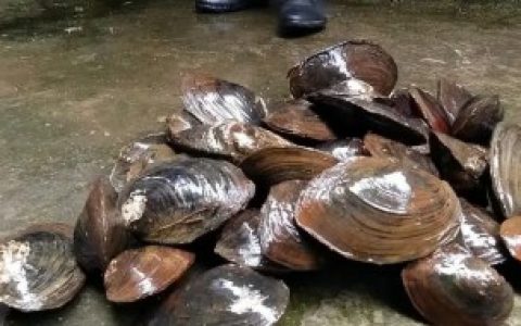 怎么养河蚌 养河蚌方法介绍