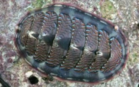 【石鳖属于什么动物】石鳖是什么动物