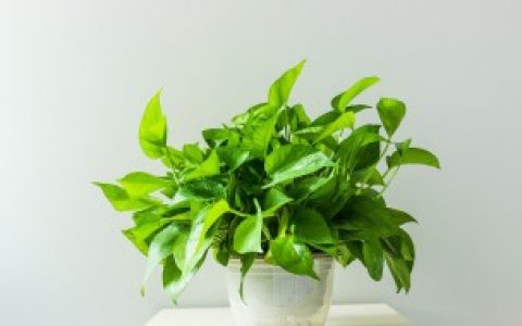 【无土栽培绿萝应该怎么去操作】无土栽培绿萝的方法是怎样的