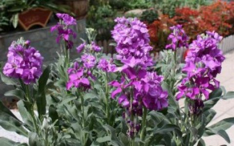 【紫罗兰的特点是什么】紫罗兰的特点有哪些