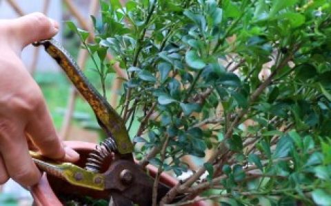 【米兰可以剪枝吗】米兰如何剪枝