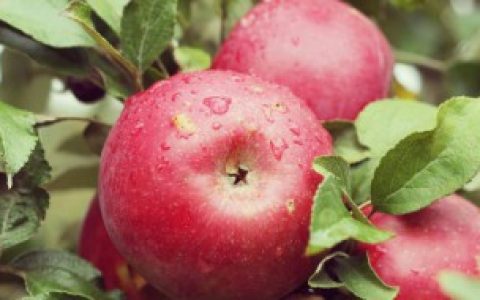 【苹果能下冰箱冷藏吗】苹果能不能冰箱冷藏