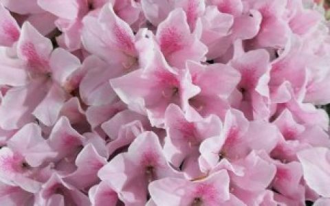 养殖杜鹃花的技巧（请问杜鹃花怎么养不爱死啊）