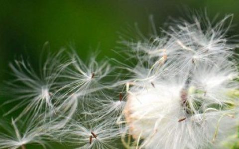 什么植物可以传播种子（哪些植物可以传播种子）