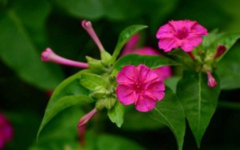 地雷花的种植方法和注意事项 地雷花如何种植