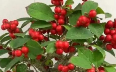 野山楂盆景为什么不结果 野山楂盆景为何不结果