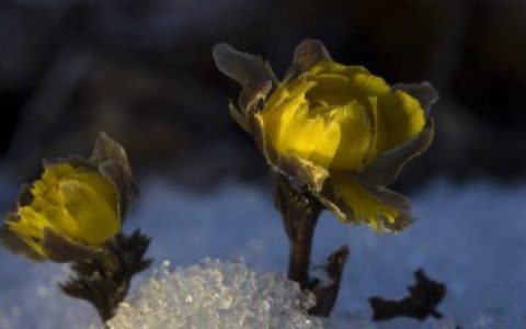 【冰凌花的寓意】冰凌花的寓意简单介绍