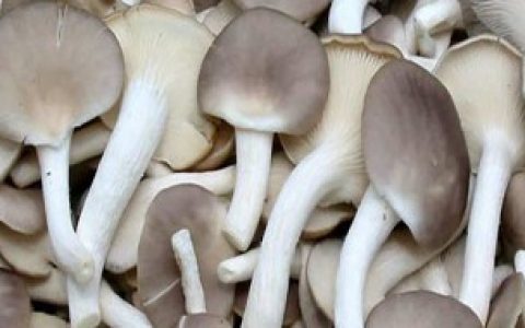 【秀珍菇平菇区别】秀珍菇平菇区别分析