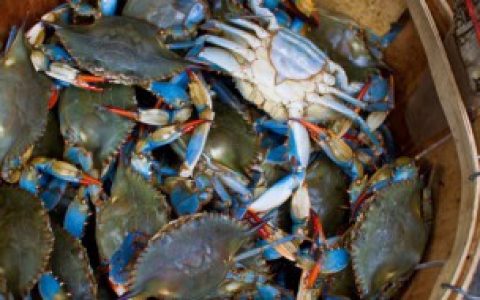 【河蟹不洗直接煮熟吃可以吗】河蟹能不能不洗直接煮熟吃