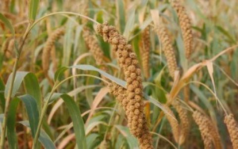 粟米与黍米的区别（粟米与黍米的区别介绍）