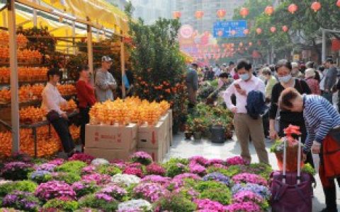 迎春花盆景制作步骤及养护方法（迎春花盆景制作步骤及养殖方法是什么）