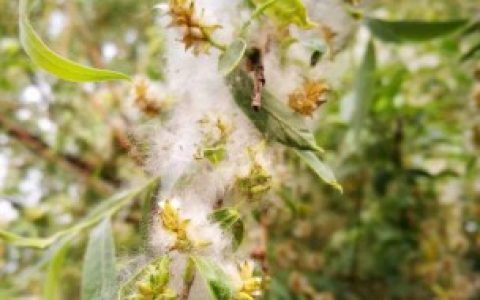 柳絮能吃吗 柳絮能不能吃