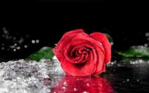 【送老婆花送什么花好】送老婆花送哪些花好