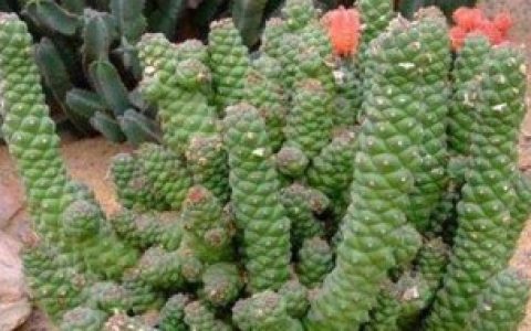 【多肉植物将军阁怎么养】多肉植物将军阁的养殖方法