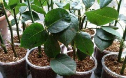 田字草扦插繁殖方法（田字草扦插繁殖方法介绍）