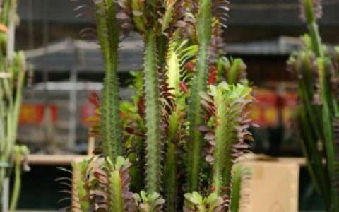 龙骨怎么种（龙骨的种植方法）